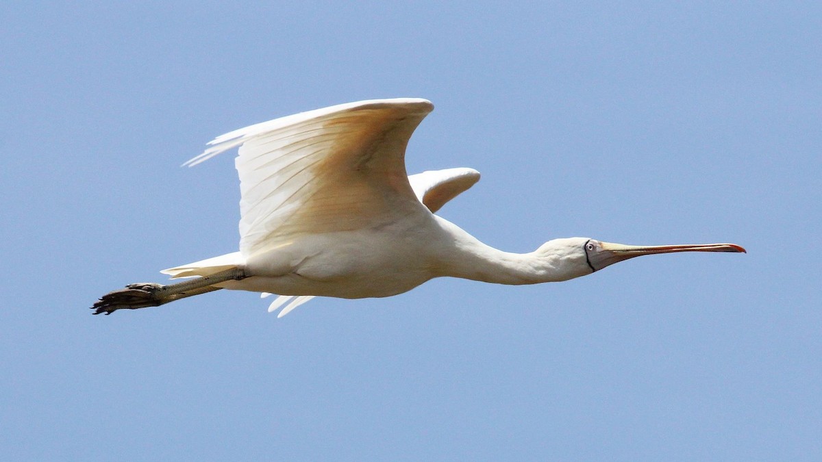 Yellow-billed Spoonbill - ML647201356