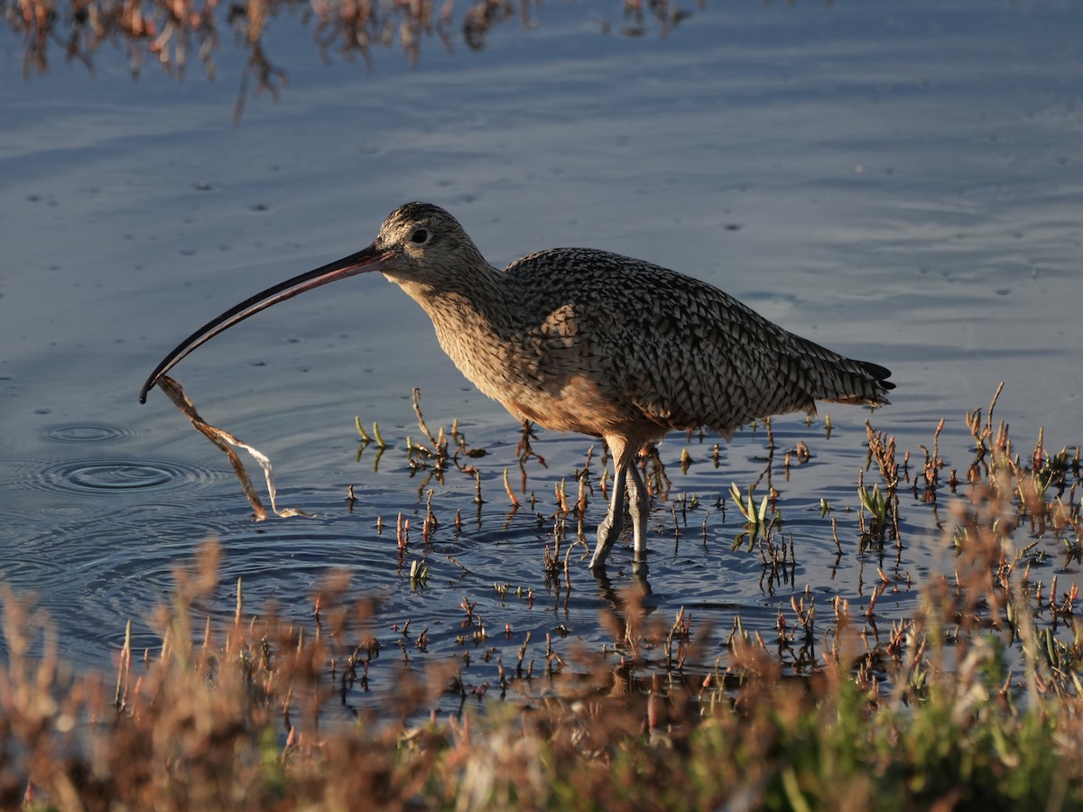 Кульон американський - ML647201365