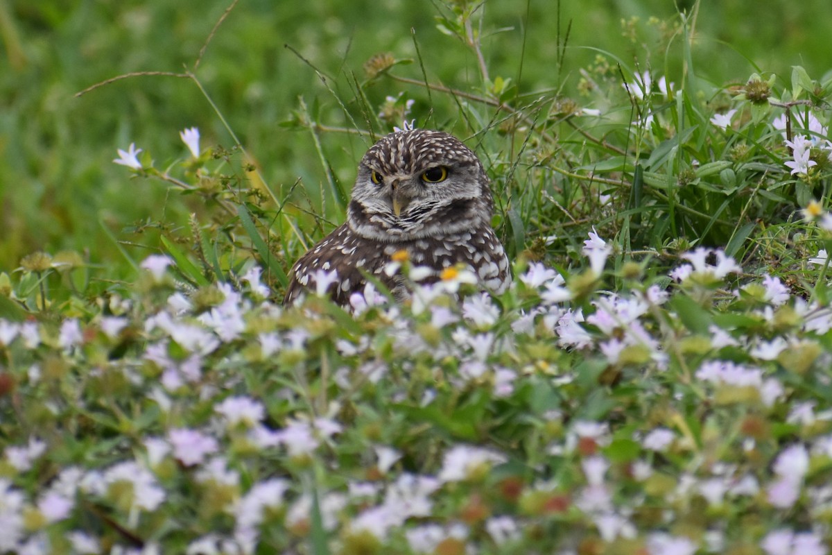 Chevêche des terriers - ML647201373