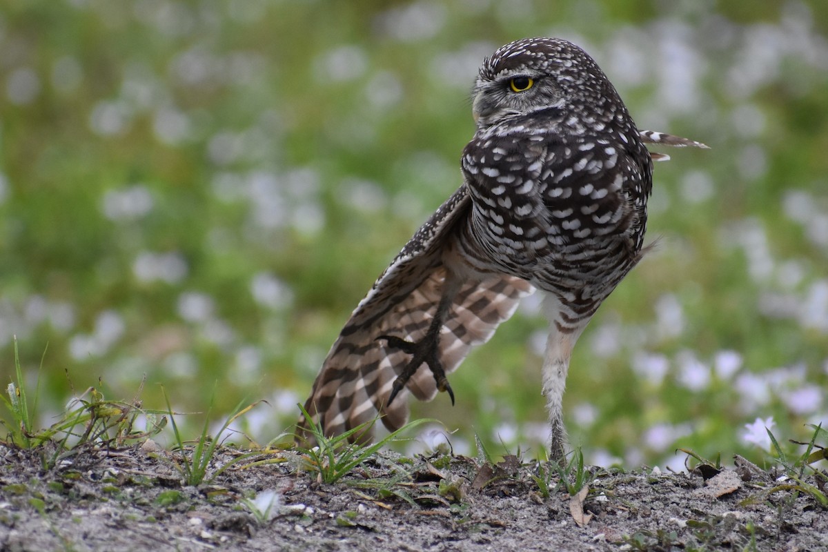 Chevêche des terriers - ML647201375