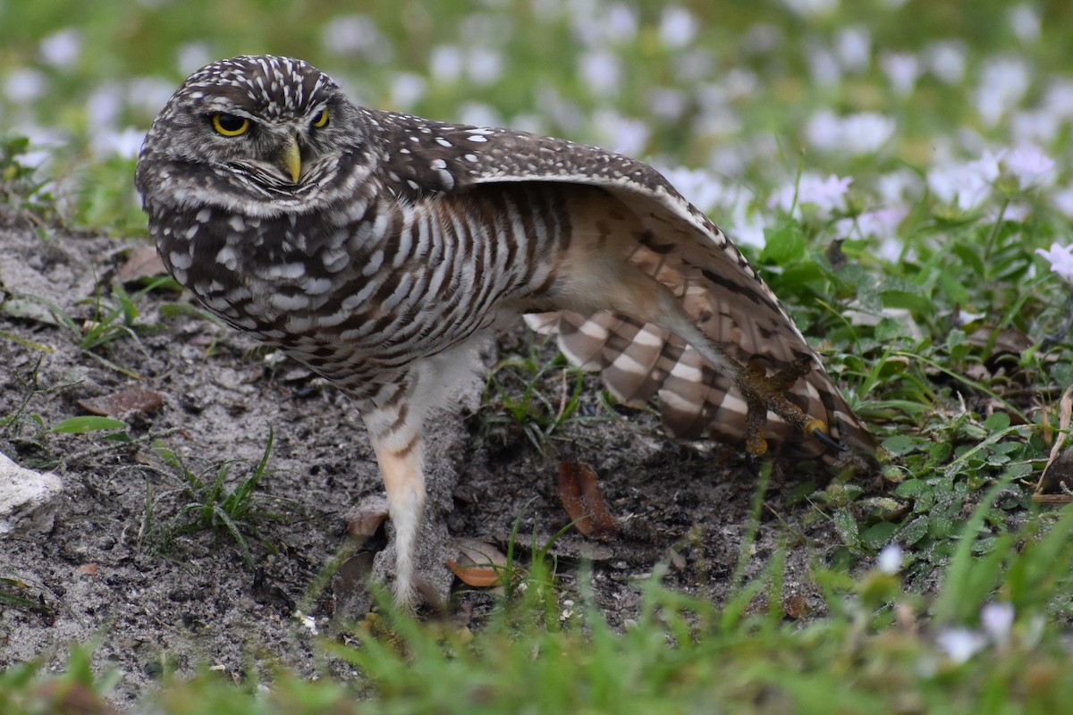 Chevêche des terriers - ML647201377