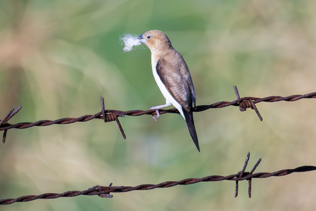 アフリカギンバシ - ML647201378