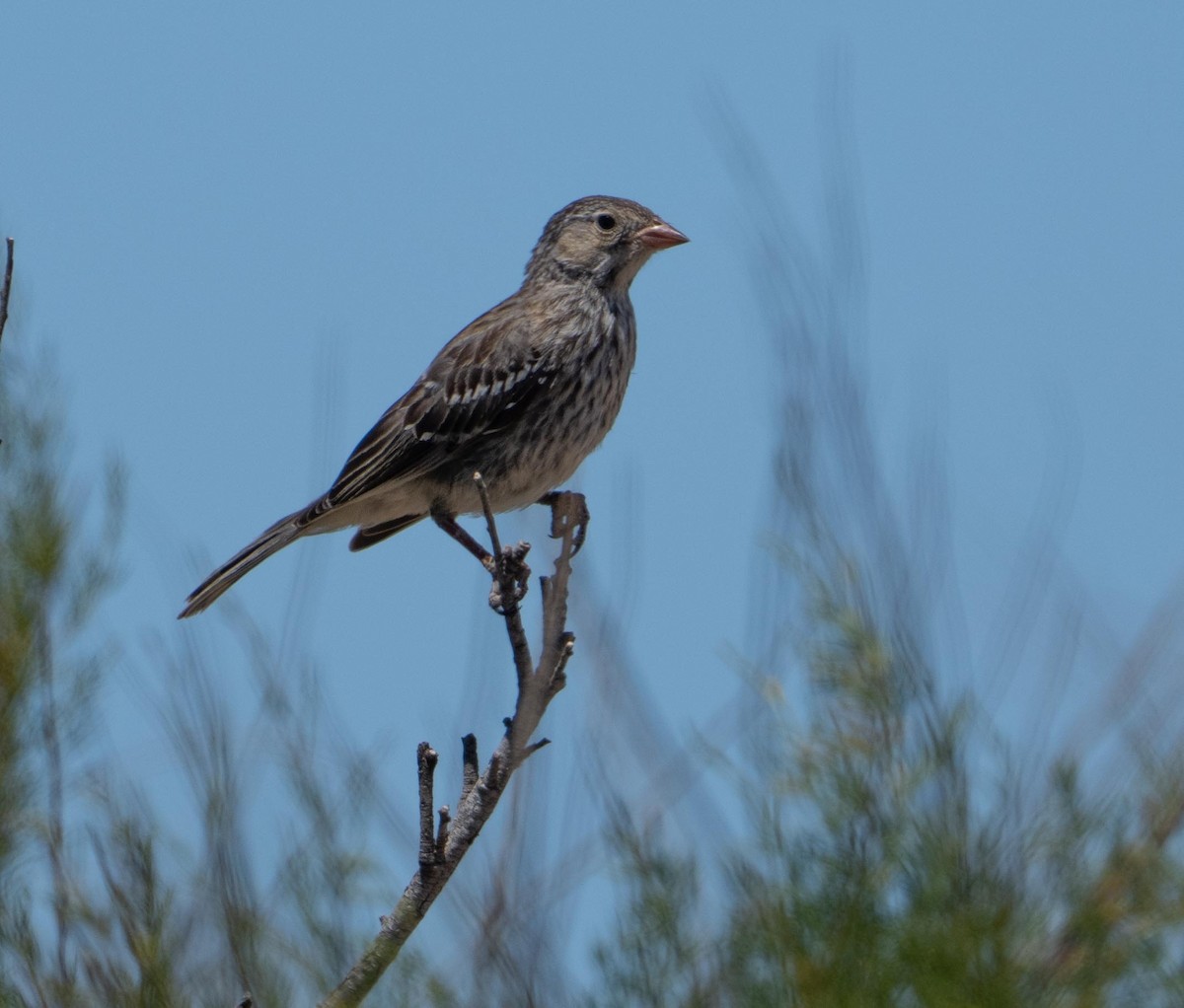 Carbonated Sierra Finch - ML647201383
