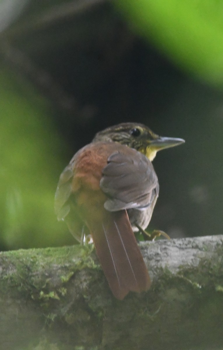 Lineated Foliage-gleaner - ML647201388
