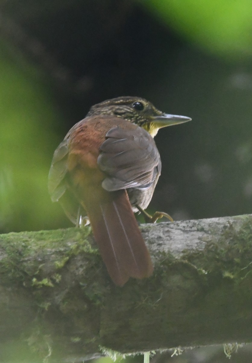 Lineated Foliage-gleaner - ML647201389