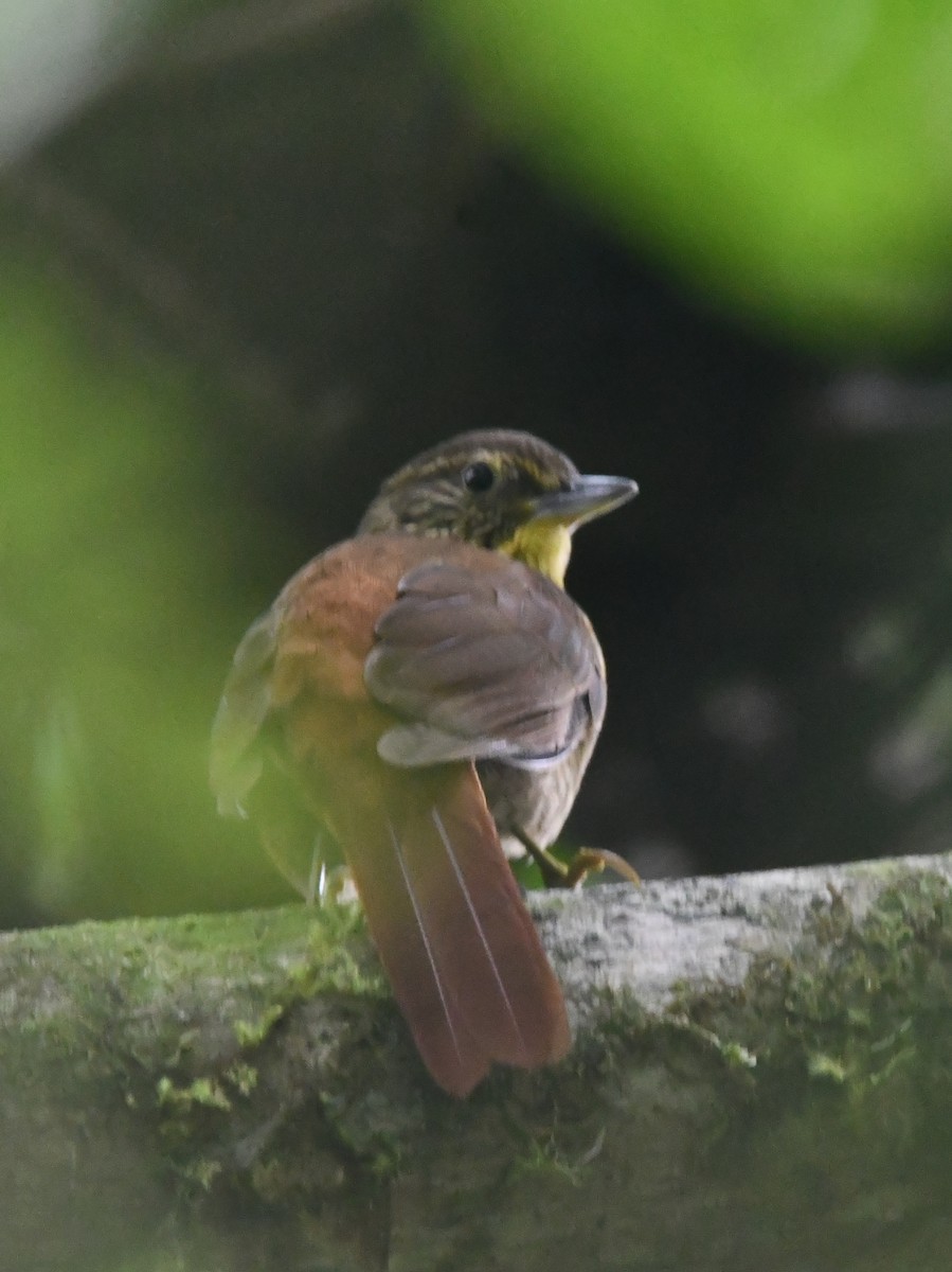 Lineated Foliage-gleaner - ML647201390