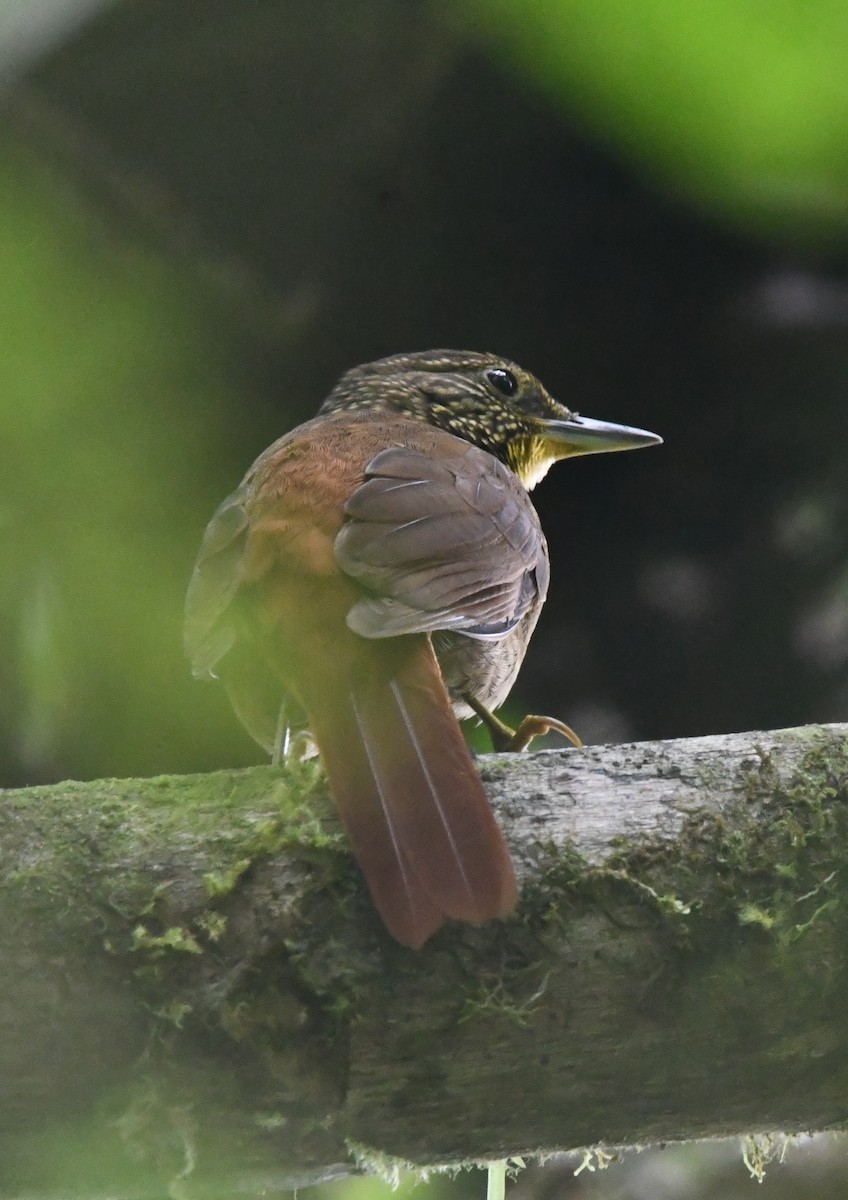 Lineated Foliage-gleaner - ML647201391