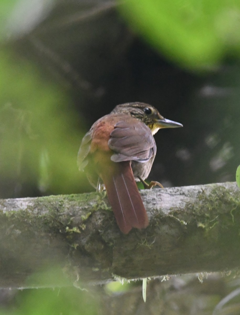Lineated Foliage-gleaner - ML647201392