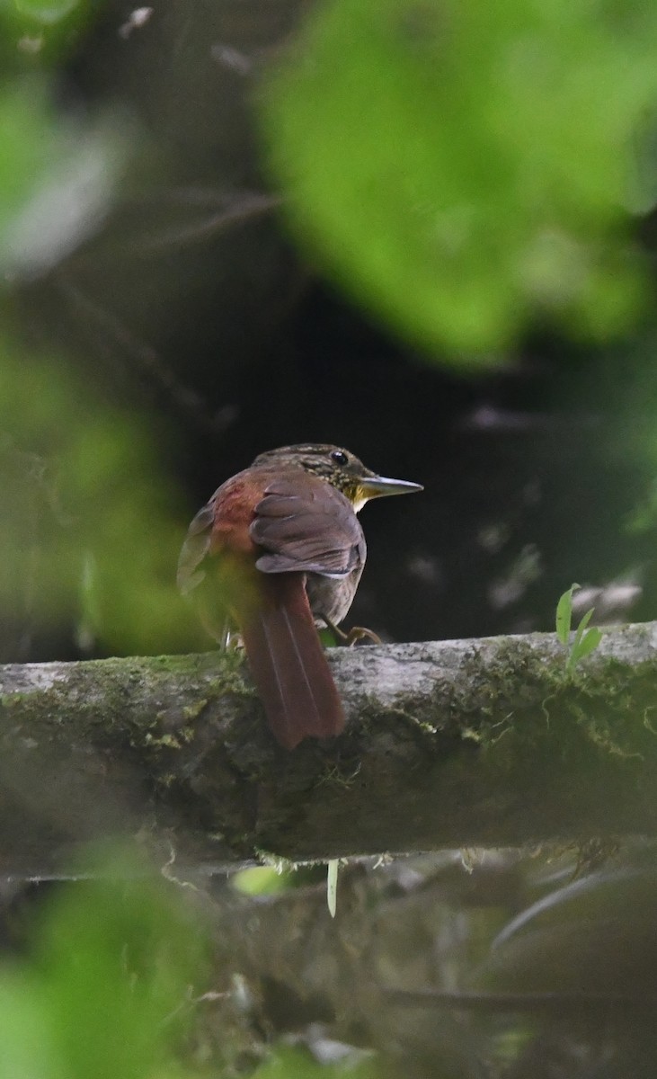 Lineated Foliage-gleaner - ML647201393