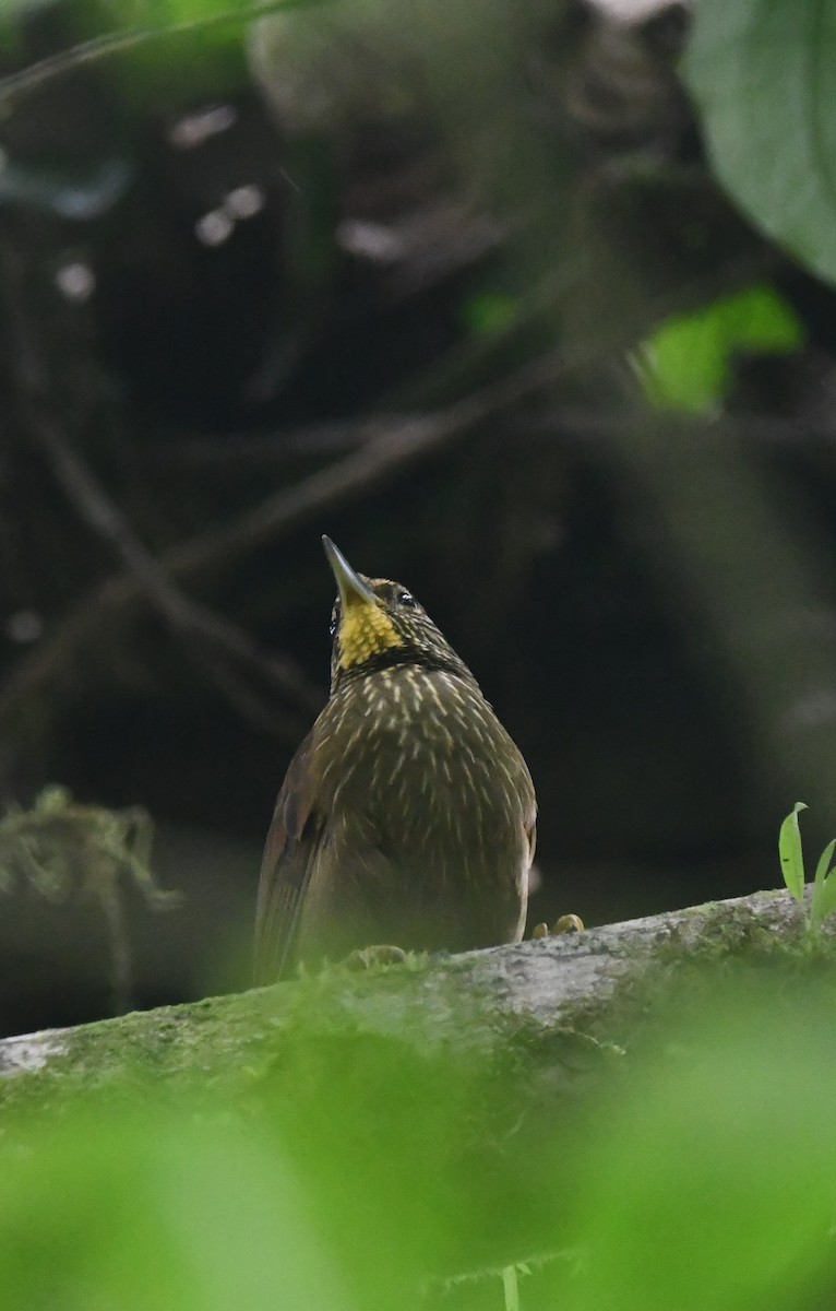 Lineated Foliage-gleaner - ML647201394