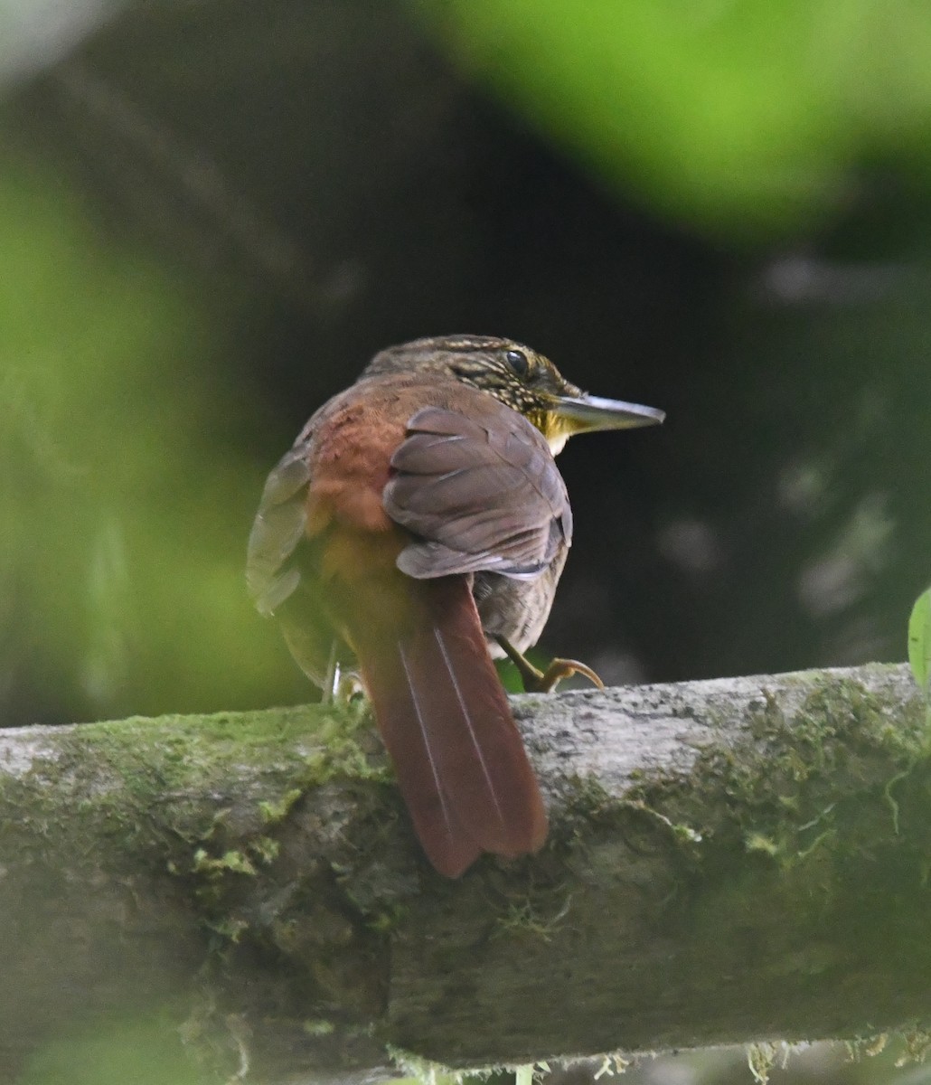 Lineated Foliage-gleaner - ML647201395