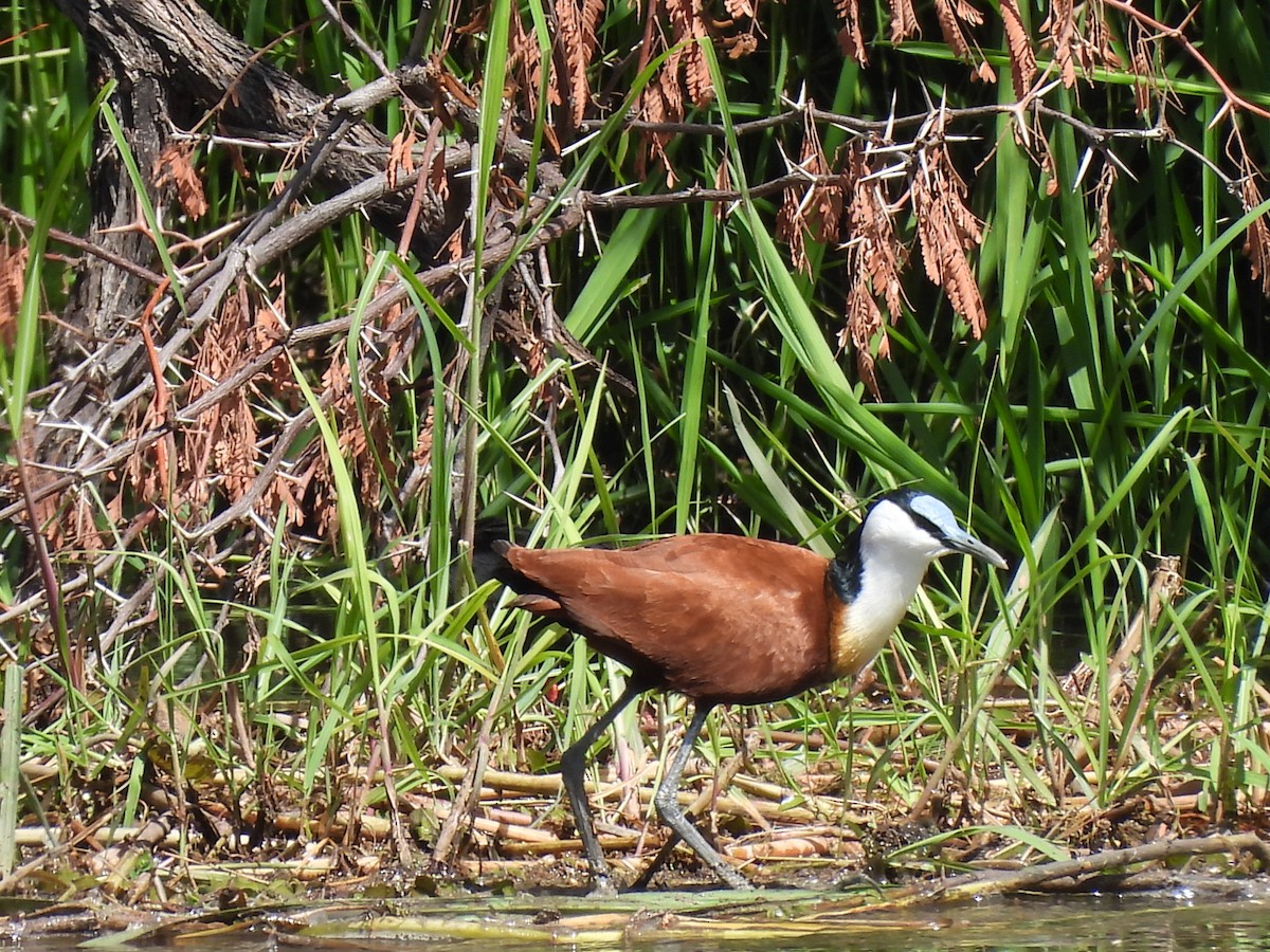 Afrika Jakanası - ML647201425