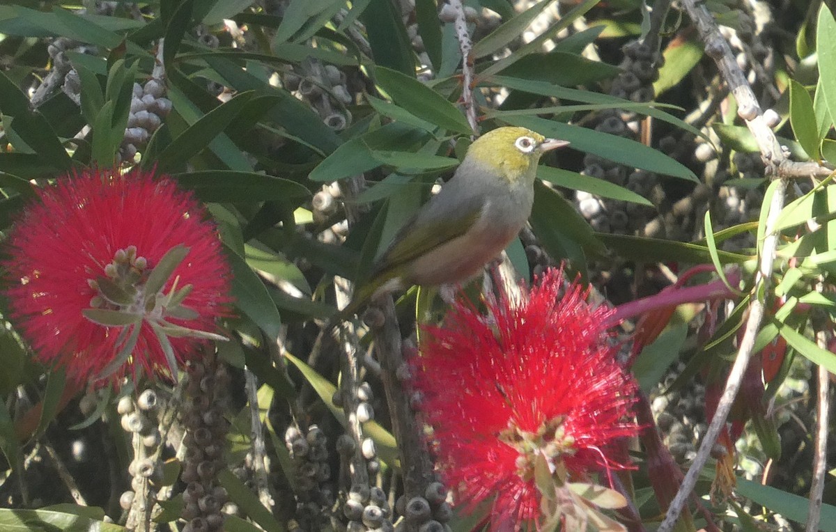Silvereye - ML647201436