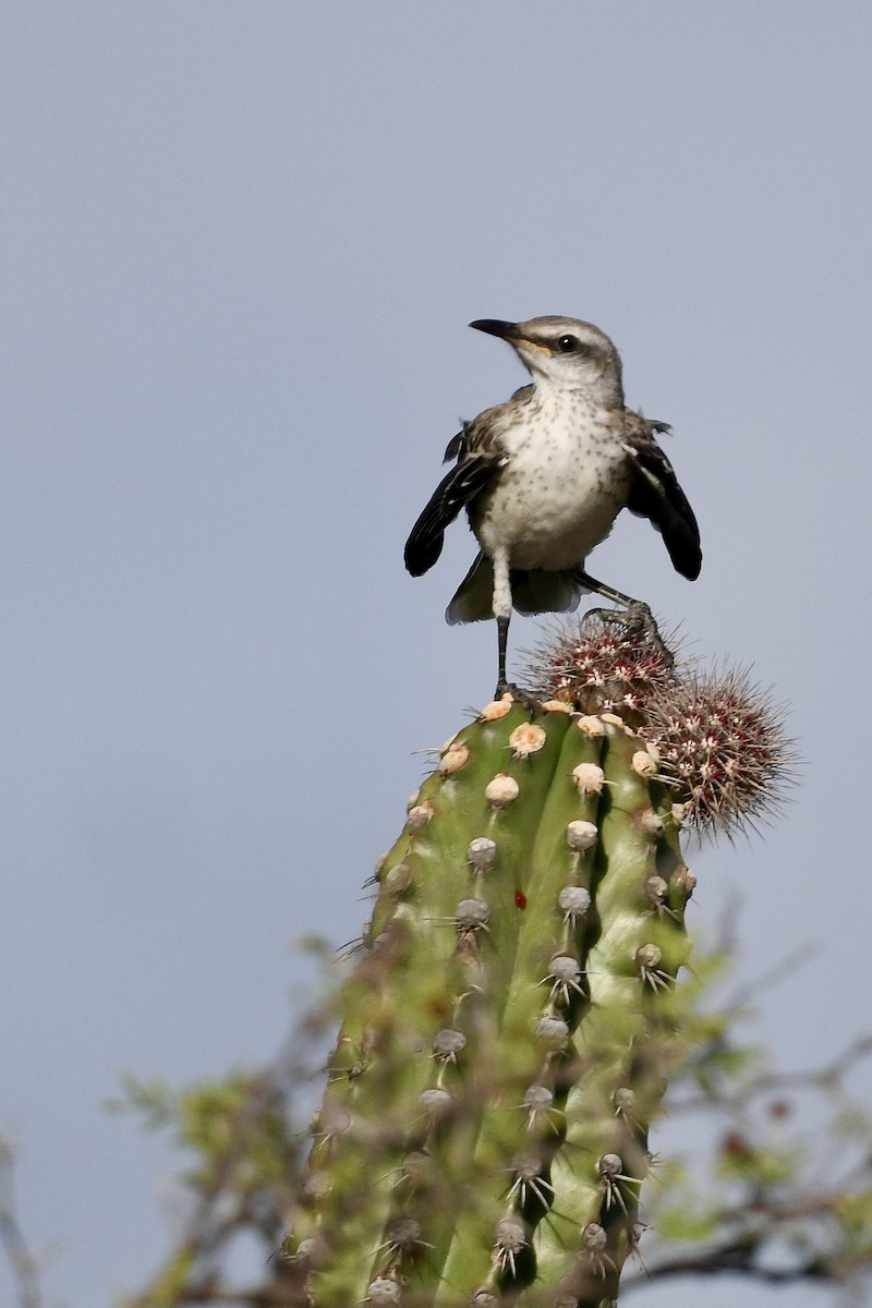 Tropikal Taklitçi - ML647201438