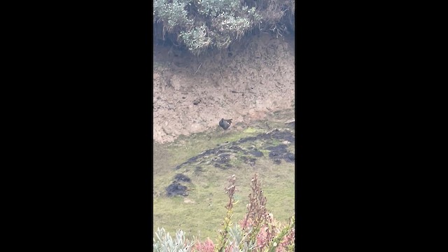 סופית - ML647201448