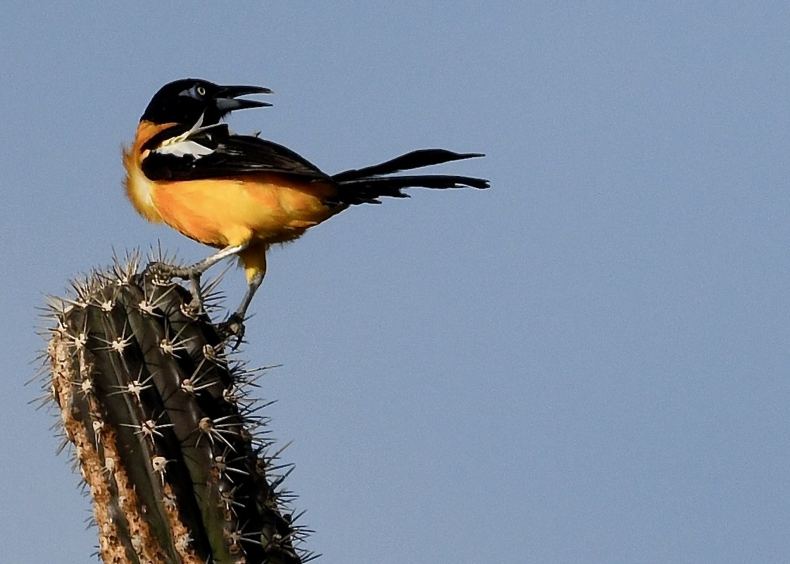 Трупіал венесуельський - ML647201451