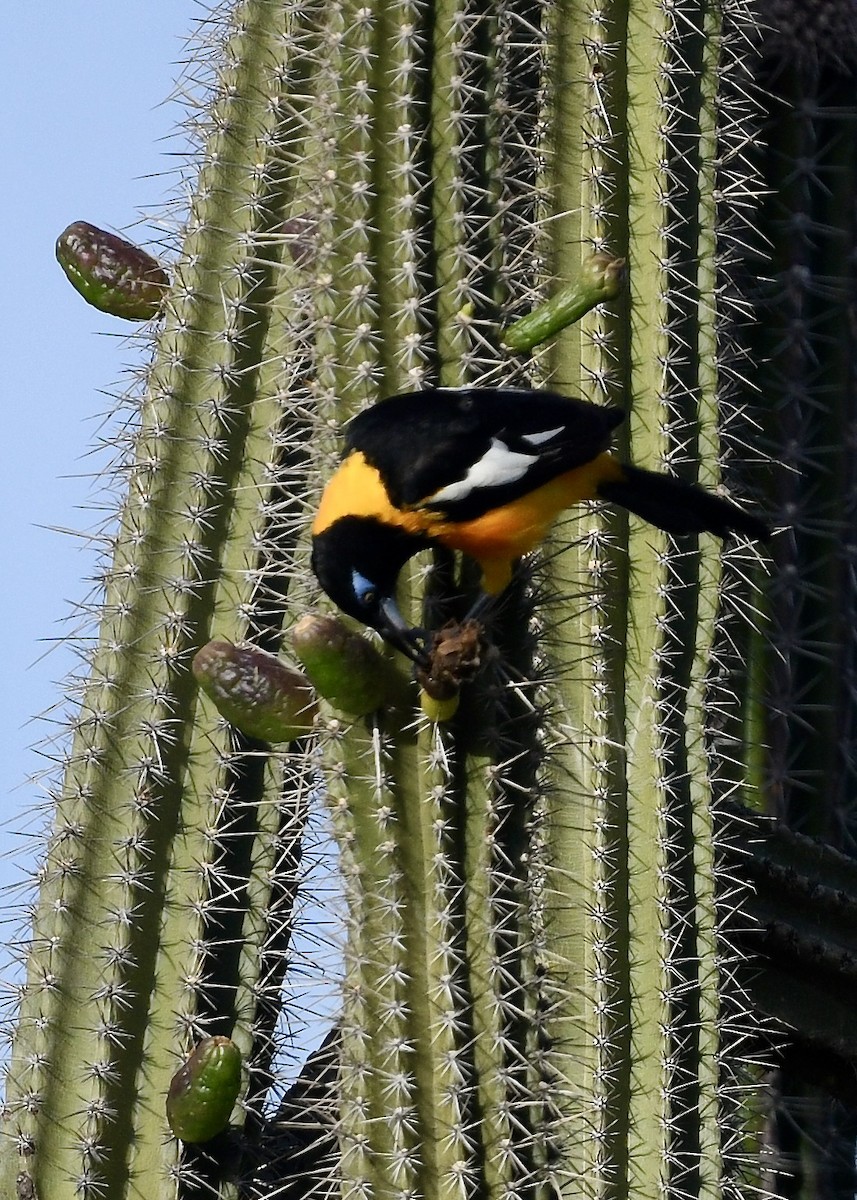 Трупіал венесуельський - ML647201452