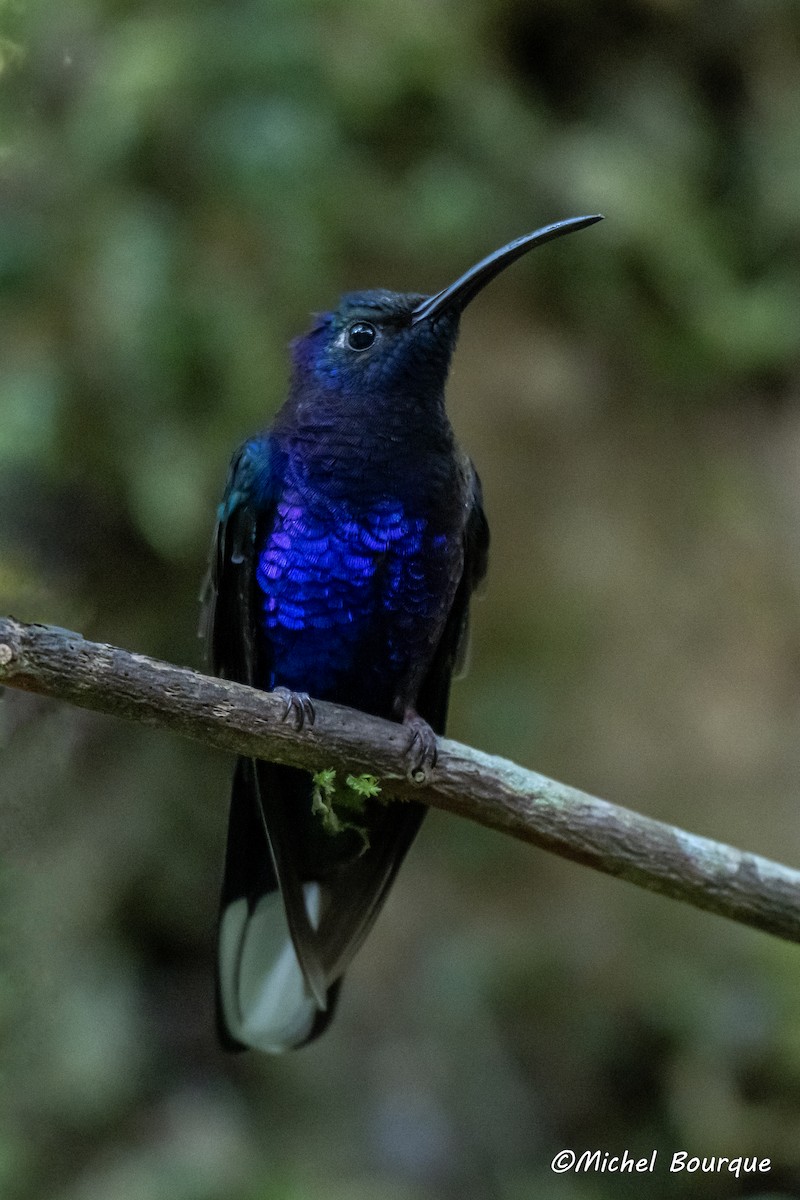 Violet Sabrewing - ML647201453