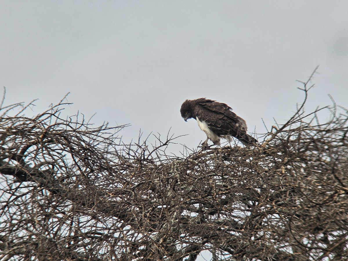 Змієїд чорноволий - ML647201464