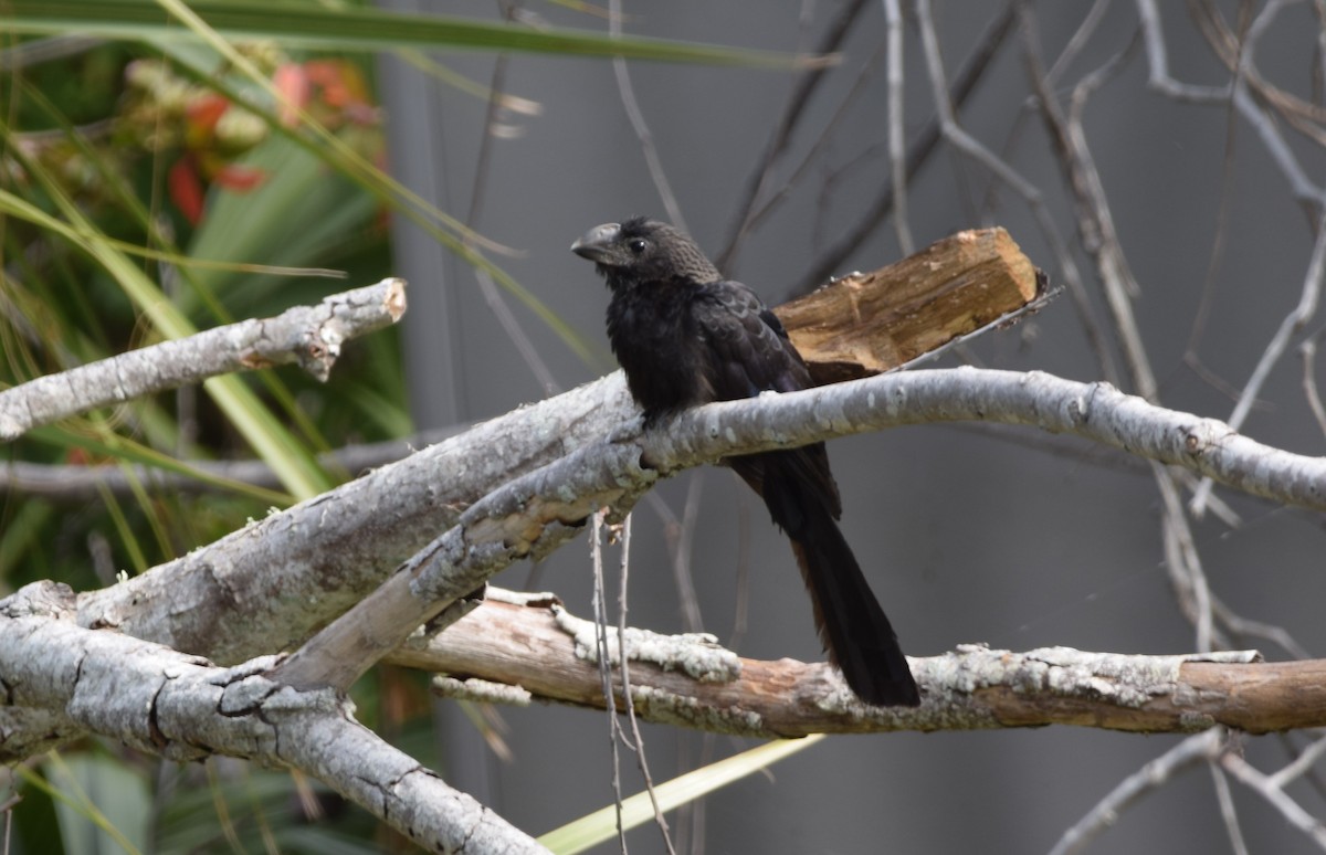 Smooth-billed Ani - ML647201468