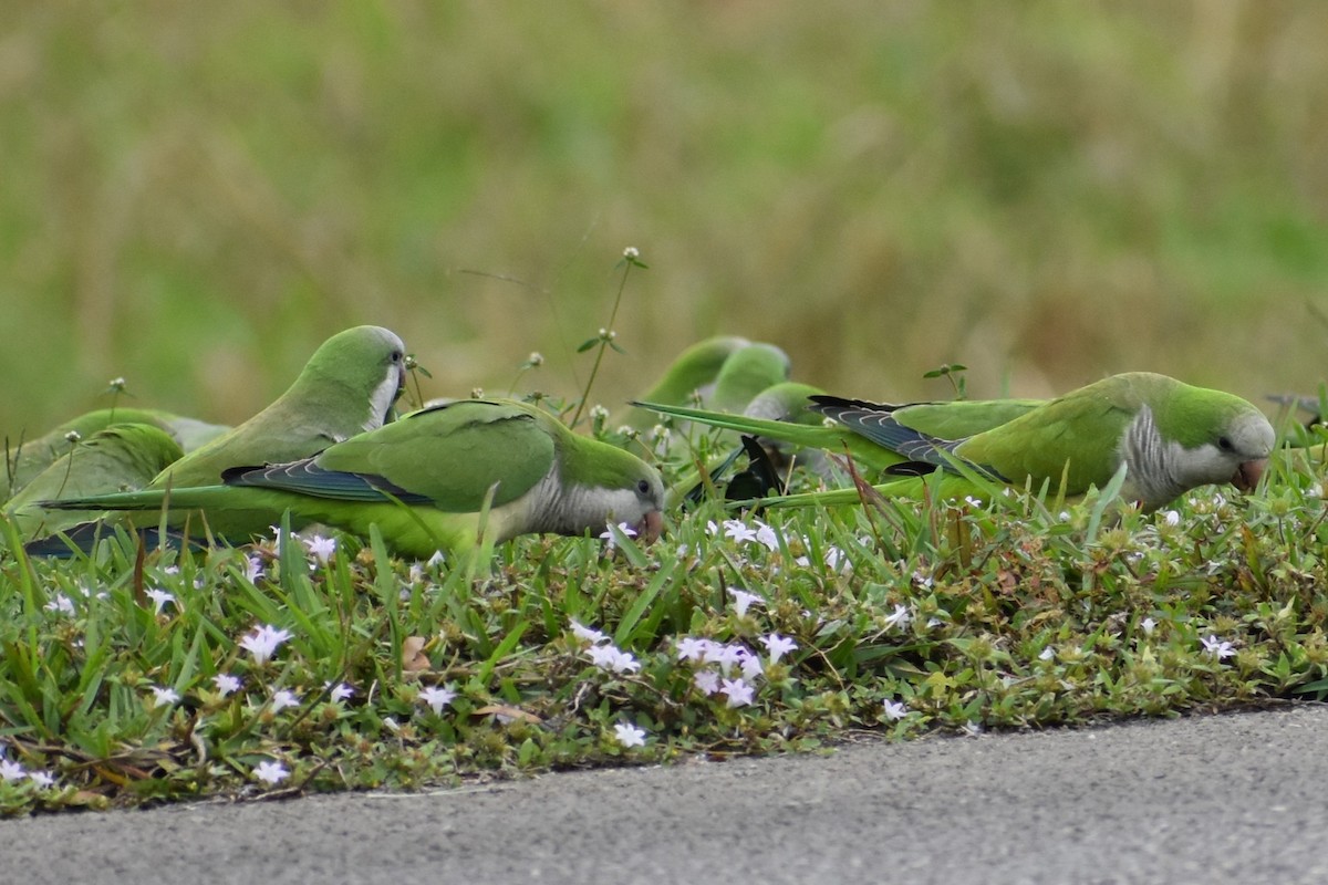 Perriche veuve - ML647201469