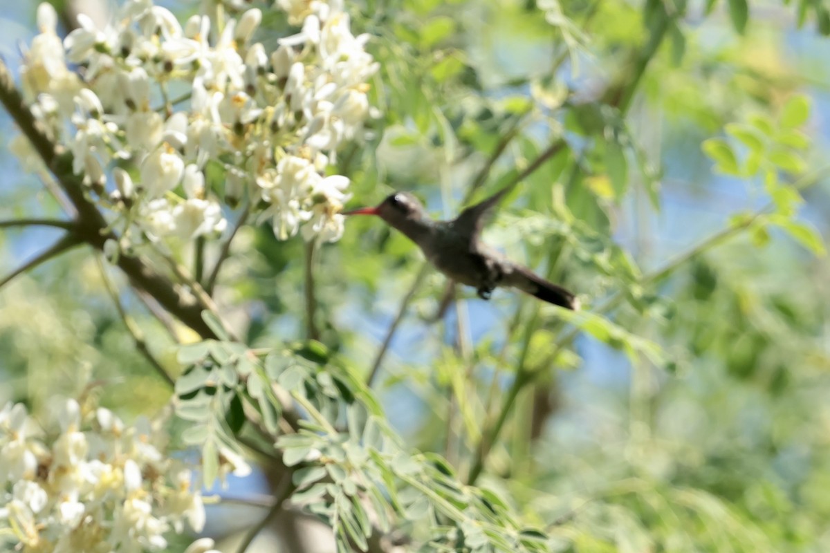 Цинантус бірюзовоголовий - ML647201473