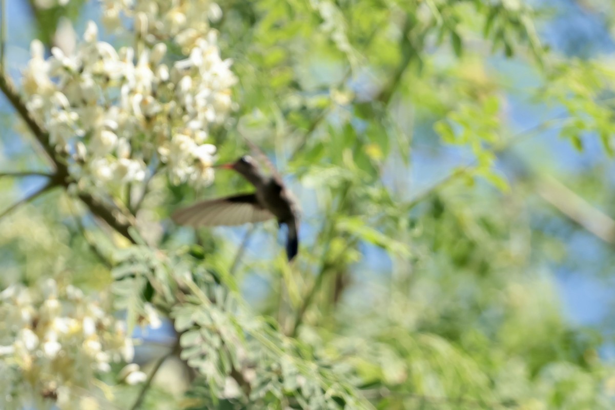 Цинантус бірюзовоголовий - ML647201474