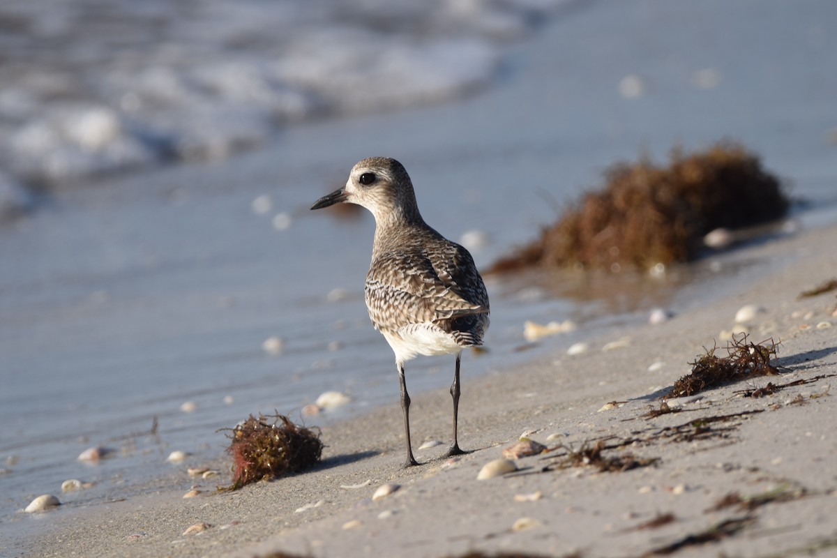 Black-bellied Plover - ML647201478