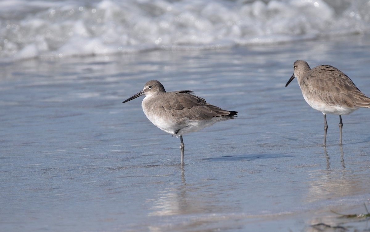 Willet - ML647201489