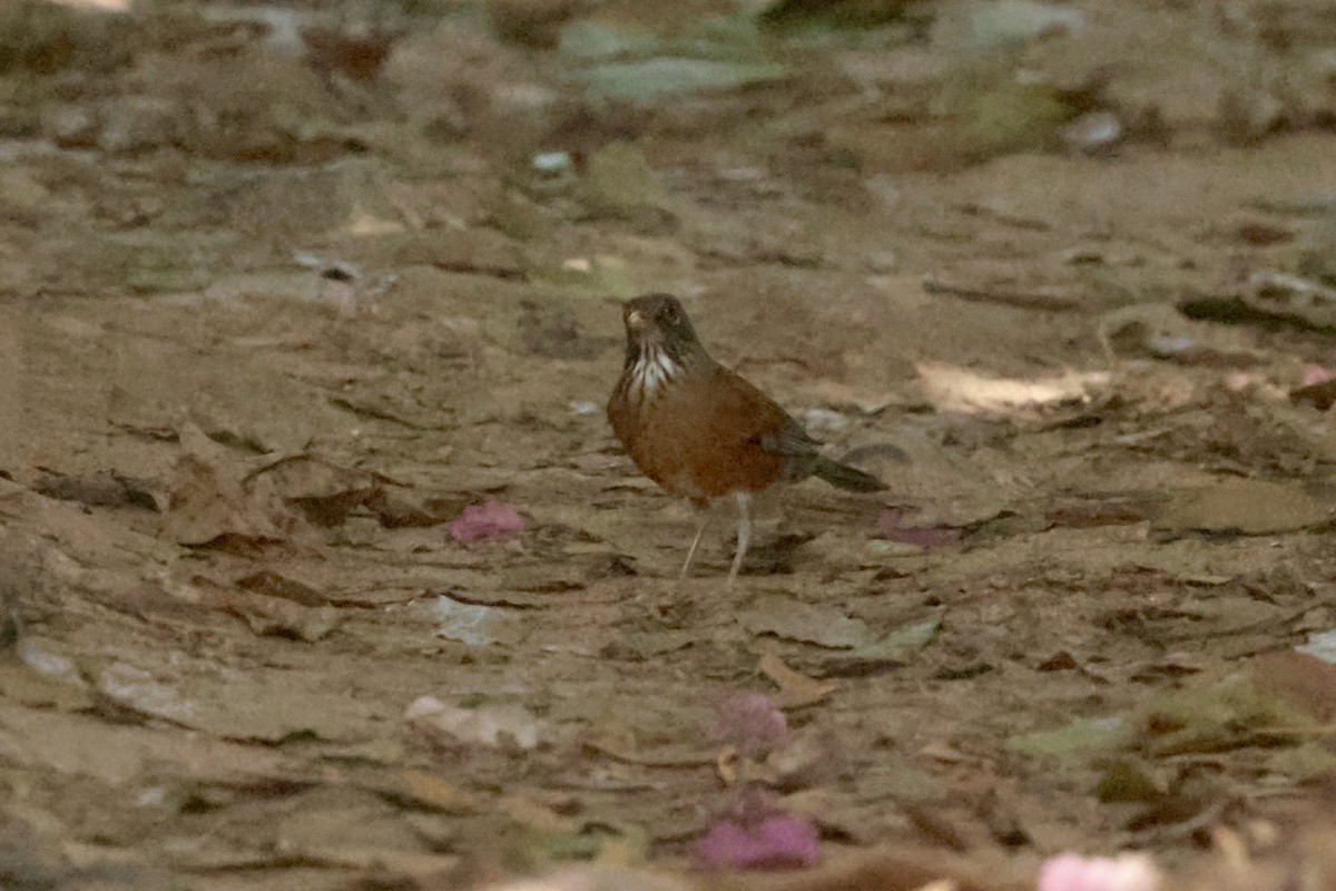 drozd rezavohřbetý (ssp. rufopalliatus) - ML647201492