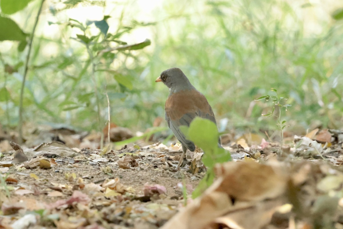 drozd rezavohřbetý (ssp. rufopalliatus) - ML647201493