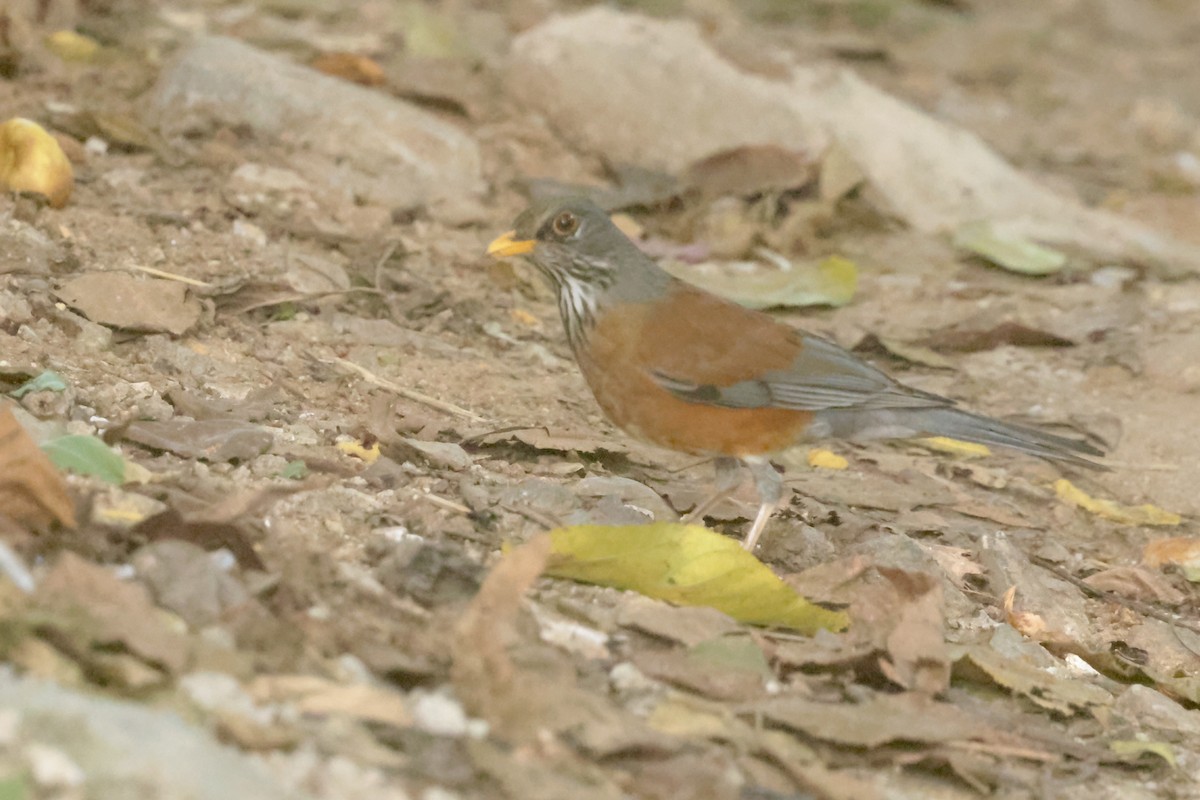 drozd rezavohřbetý (ssp. rufopalliatus) - ML647201494