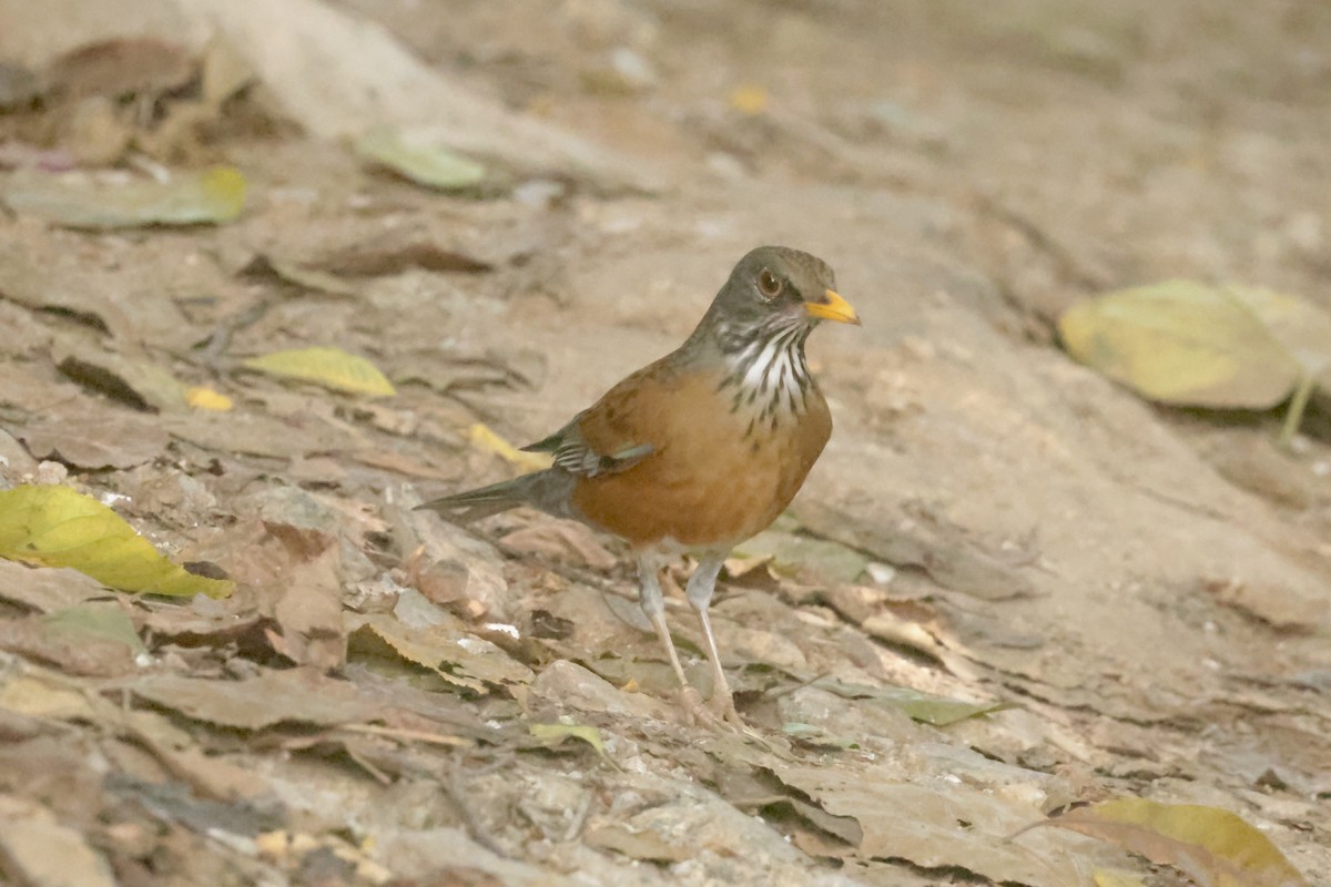 drozd rezavohřbetý (ssp. rufopalliatus) - ML647201495