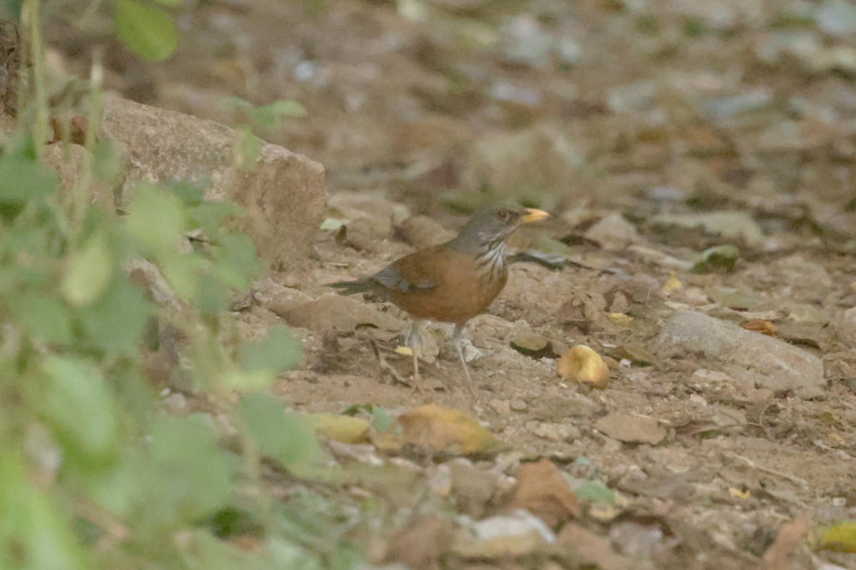 drozd rezavohřbetý (ssp. rufopalliatus) - ML647201496