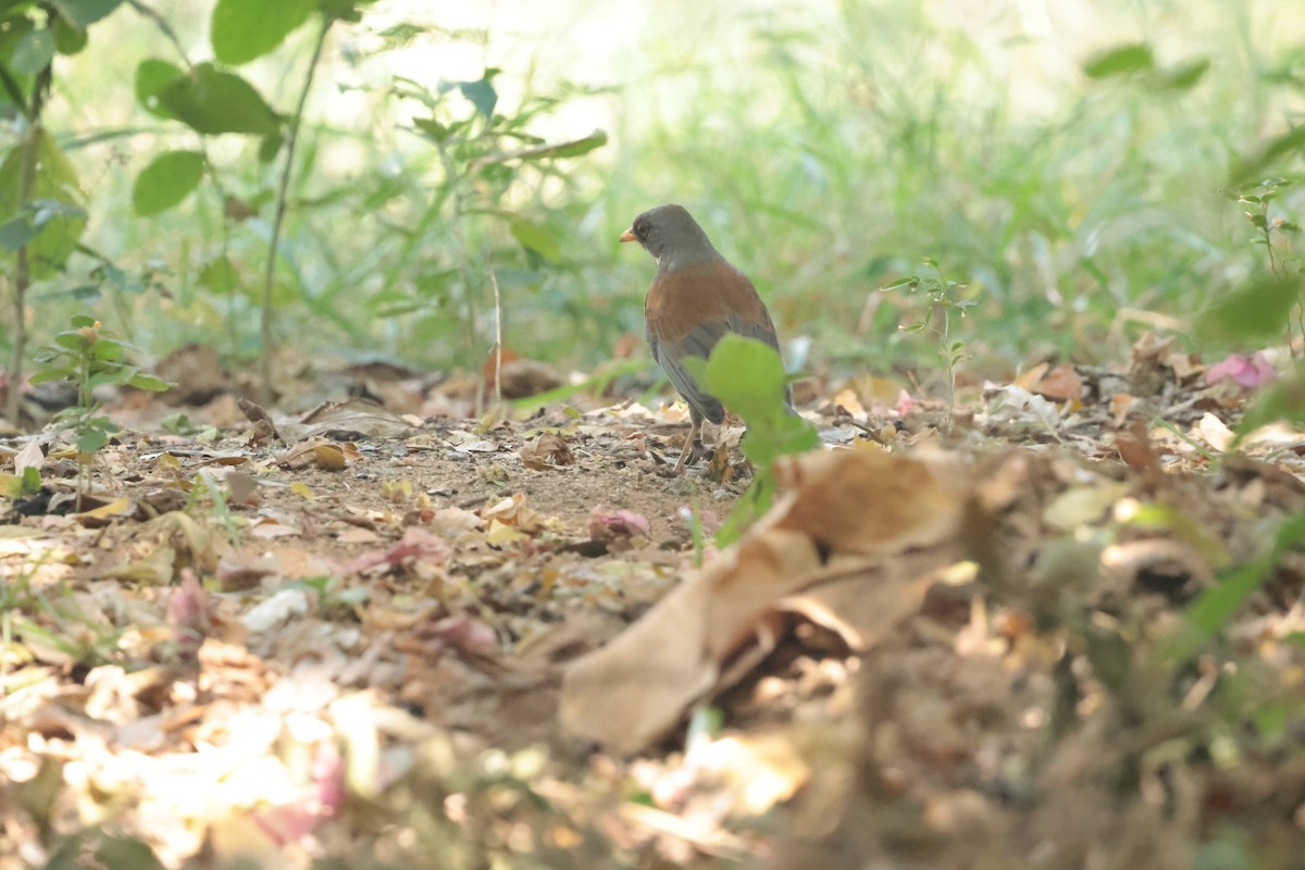 drozd rezavohřbetý (ssp. rufopalliatus) - ML647201497