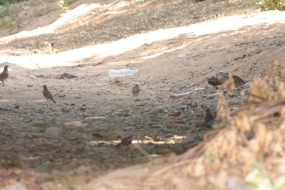 drozd rezavohřbetý (ssp. rufopalliatus) - ML647201498