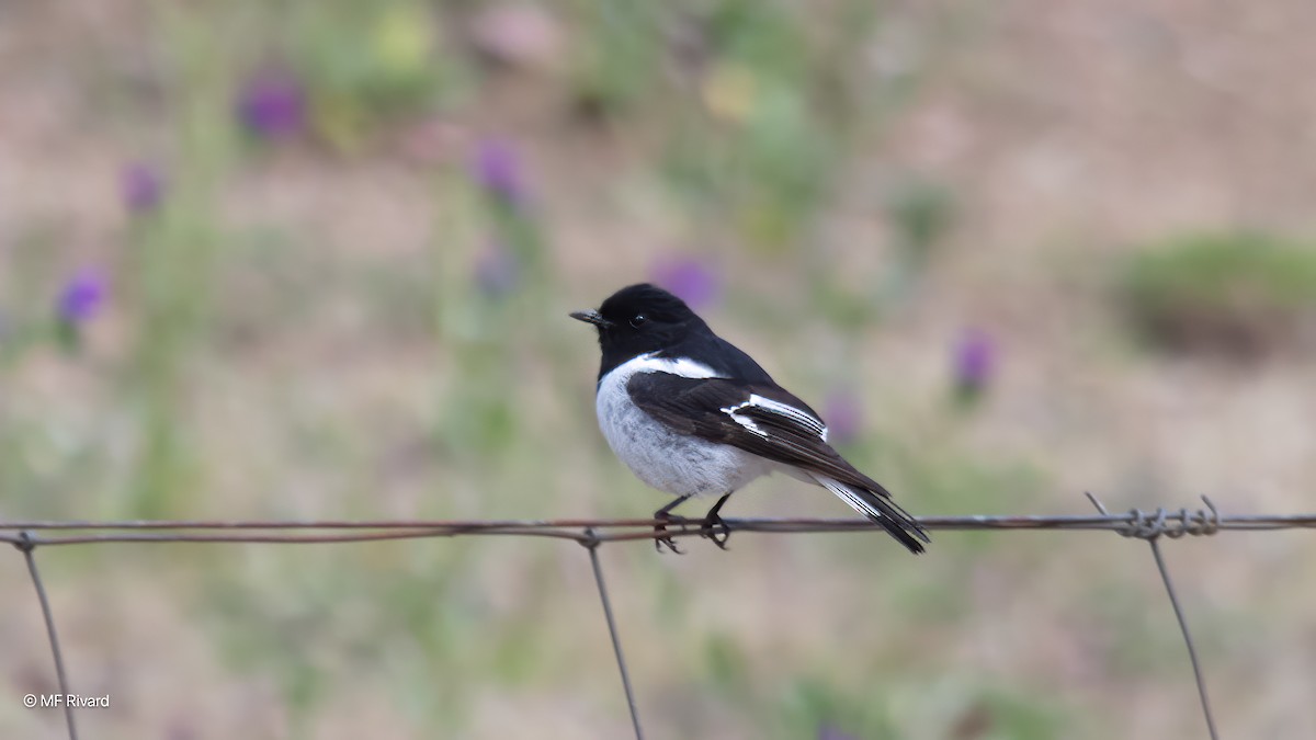 kutteflueskvett - ML647201499