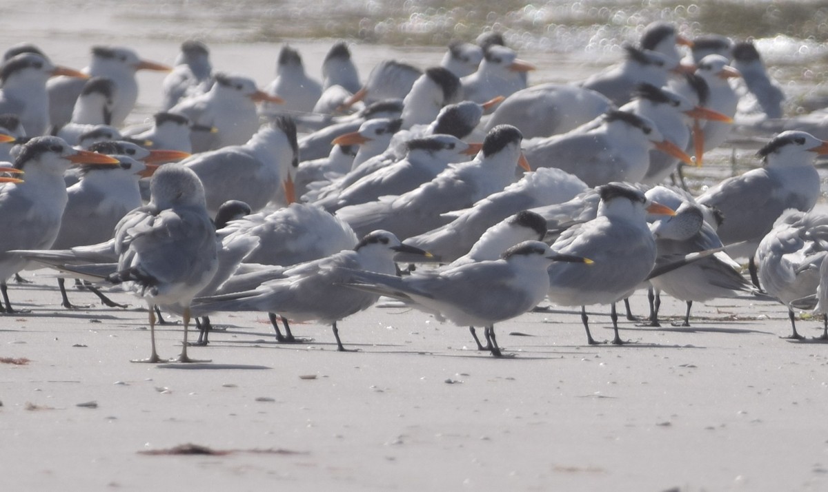 Sandwich Tern - ML647201504