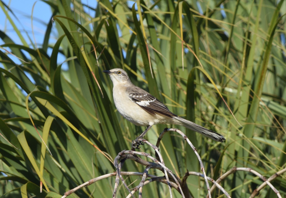 Northern Mockingbird - ML647201520