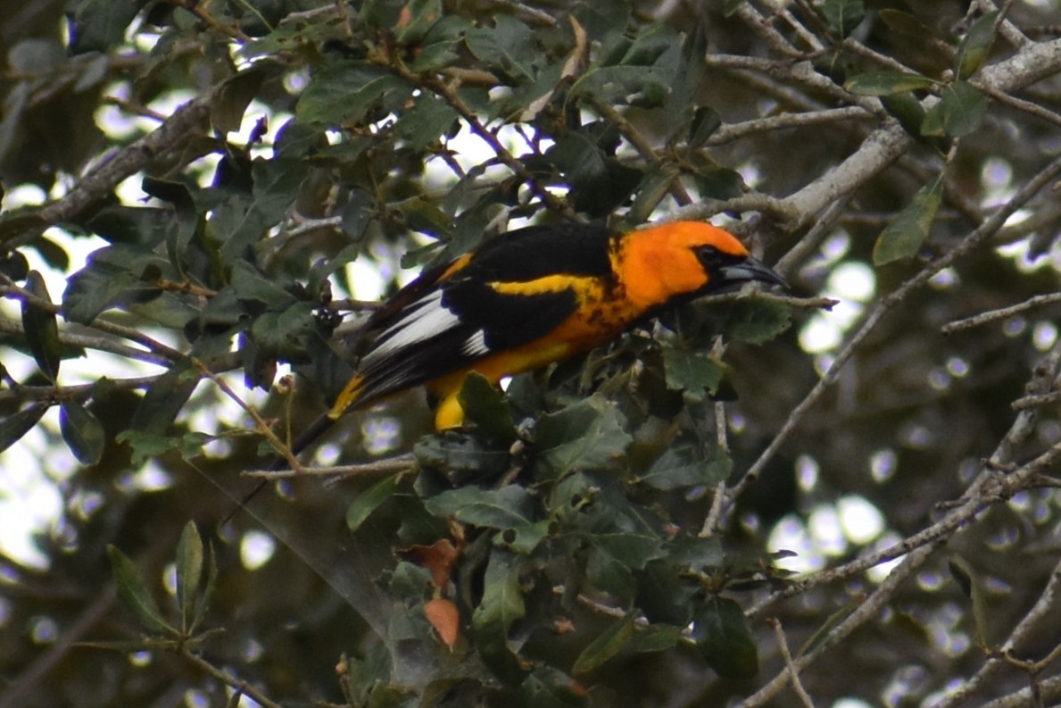 Oriole maculé - ML647201521