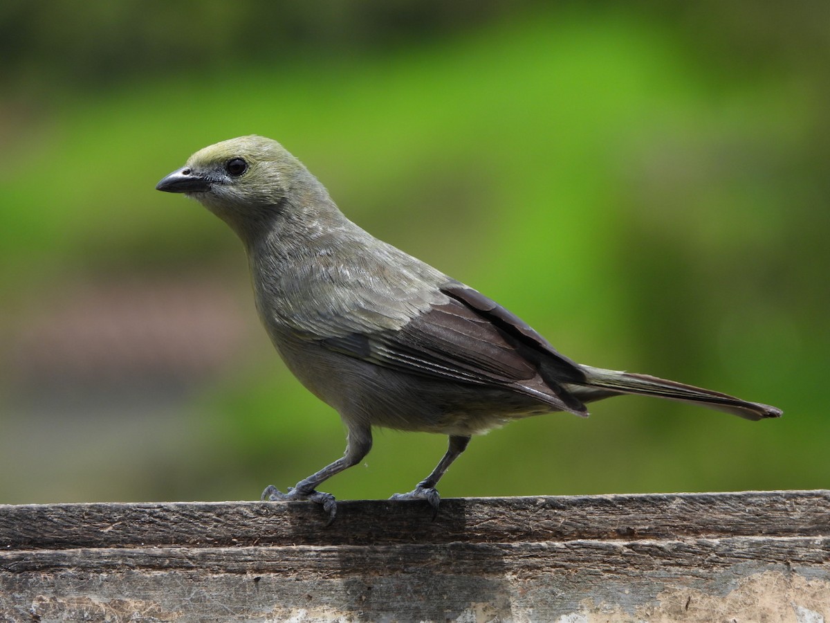 Palm Tanager - ML647201547