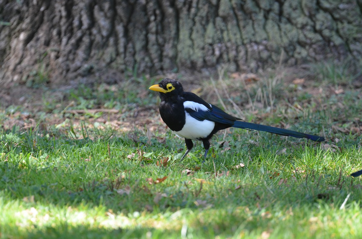 Yellow-billed Magpie - ML647201554
