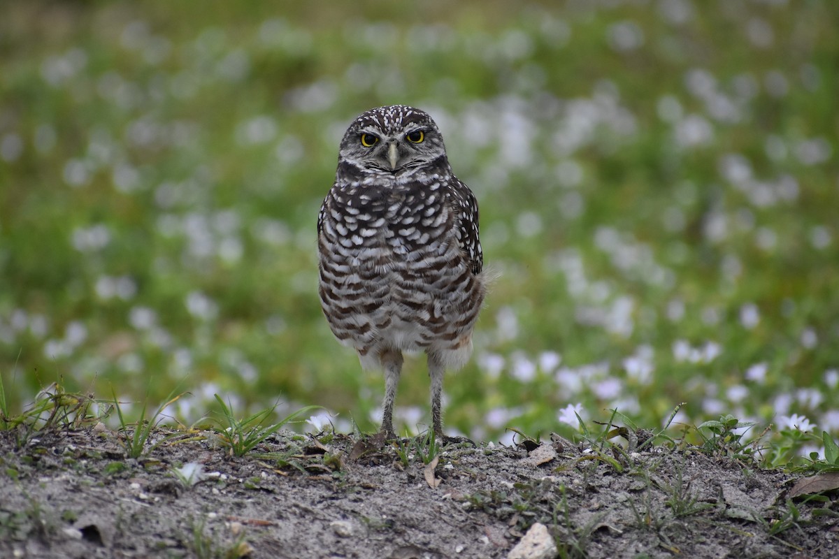 Chevêche des terriers - ML647201555