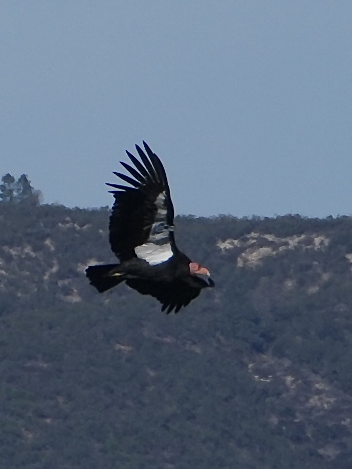 California Condor - ML647201556