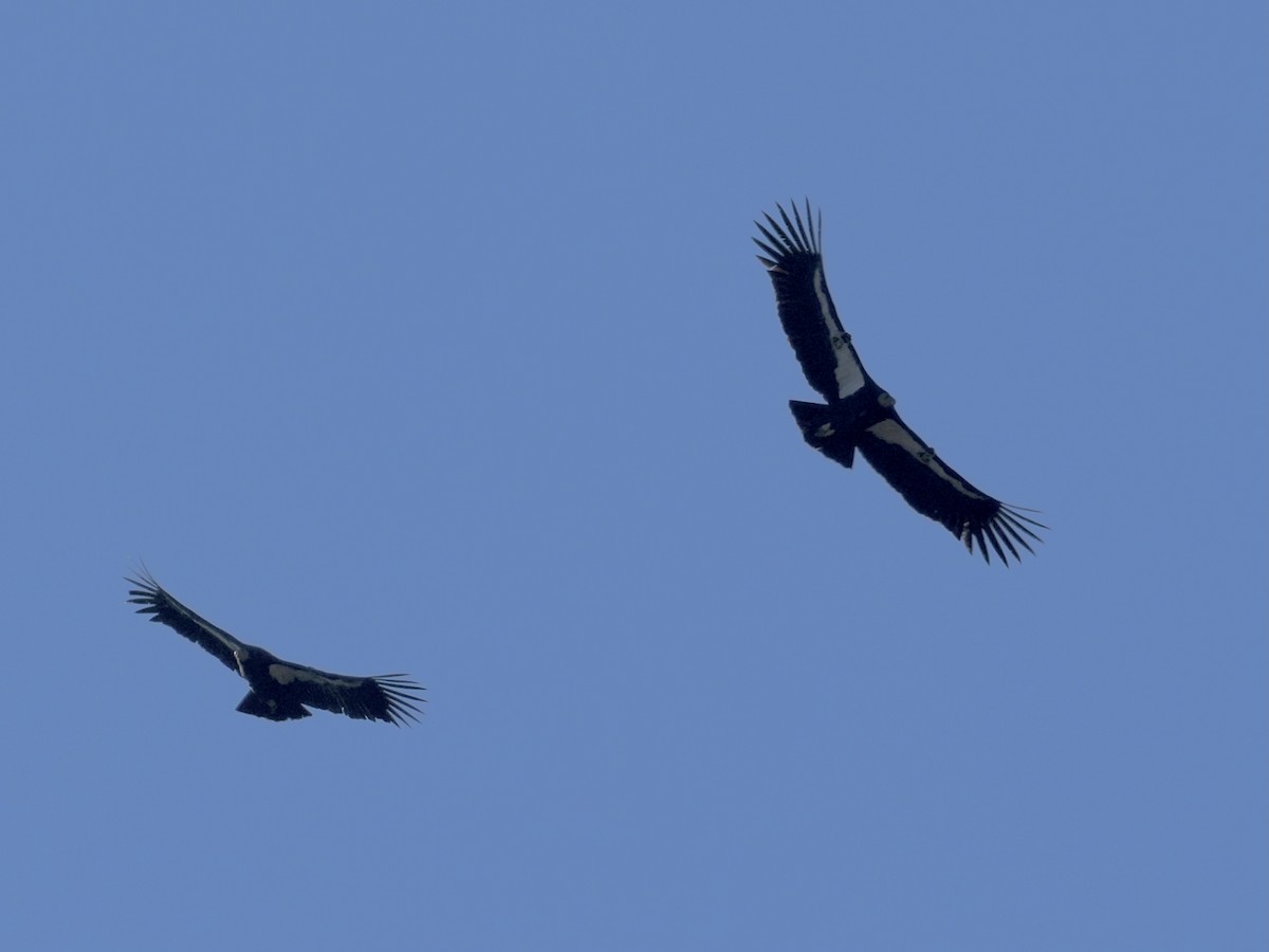 California Condor - ML647201557