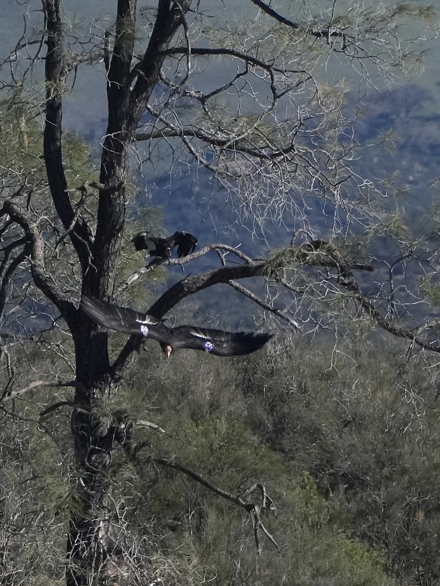 California Condor - ML647201558