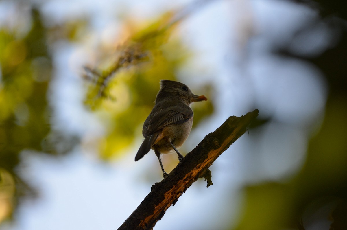Oak Titmouse - ML647201561