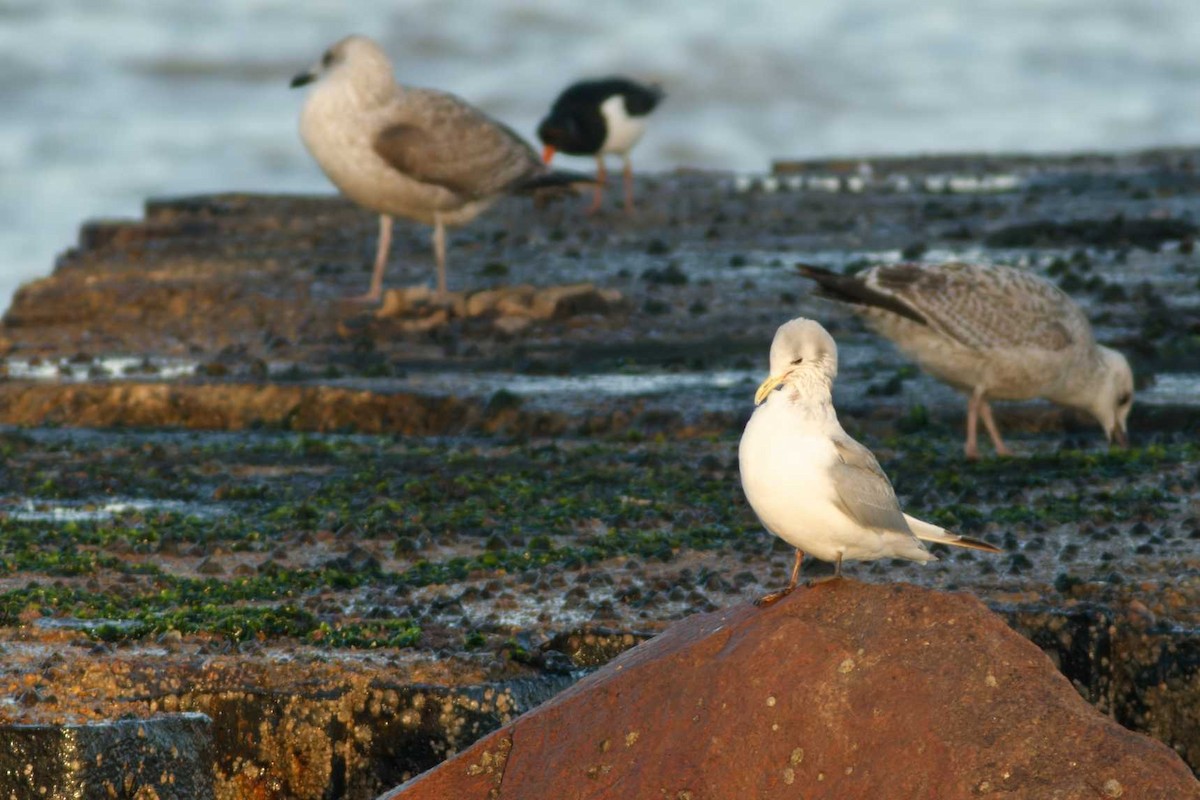 krykkje - ML647201628