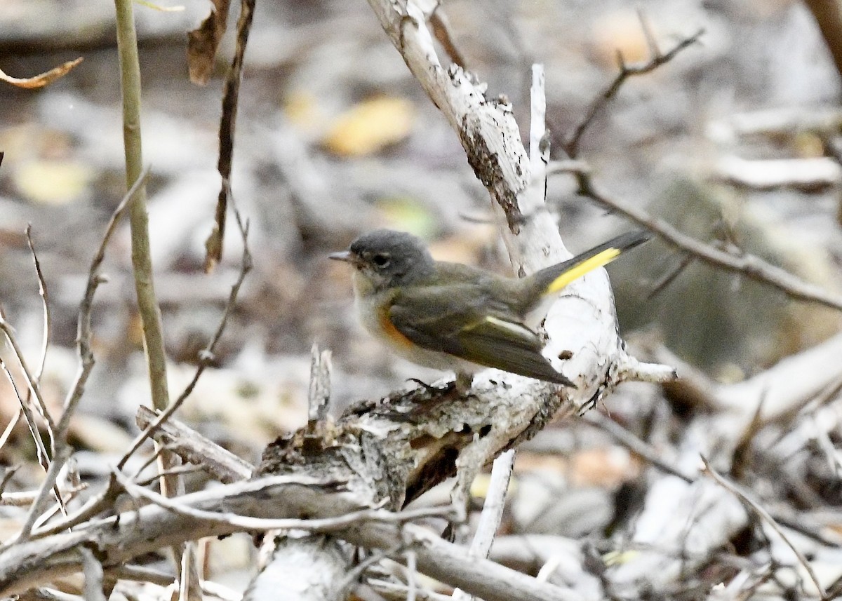 סבכון חכלילי - ML647201644