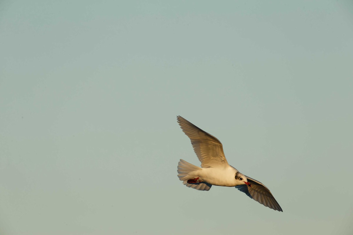 Mediterranean Gull - ML647201645